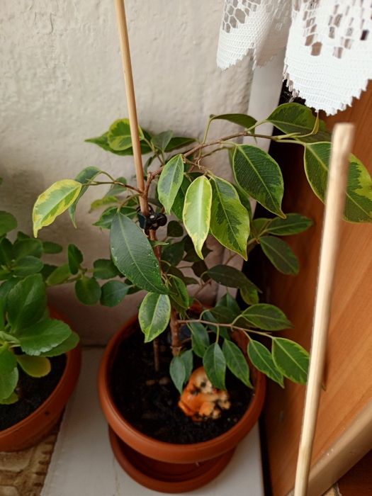 Комнатные растения