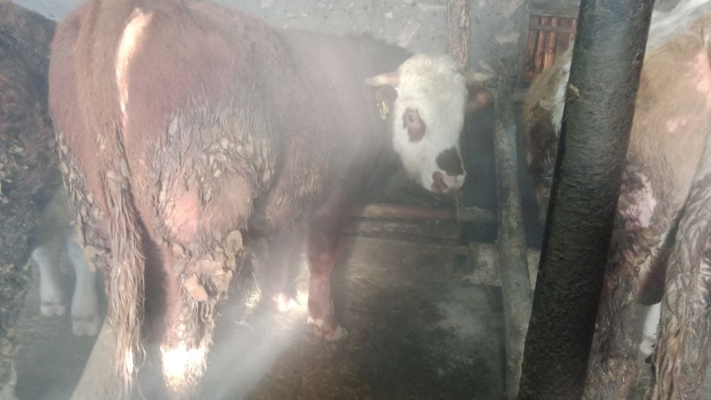 Бұқалар сатылады