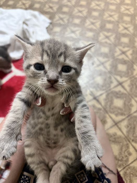 Продаются Браши от 40 000 тыс