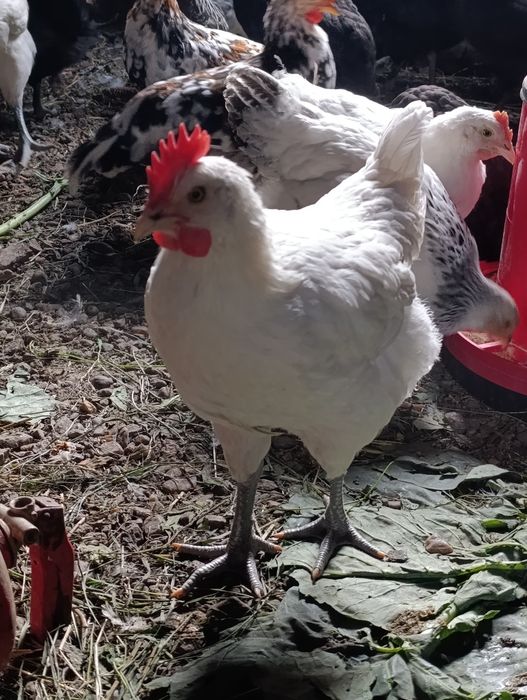 Vând pui de rasă Ameraucana