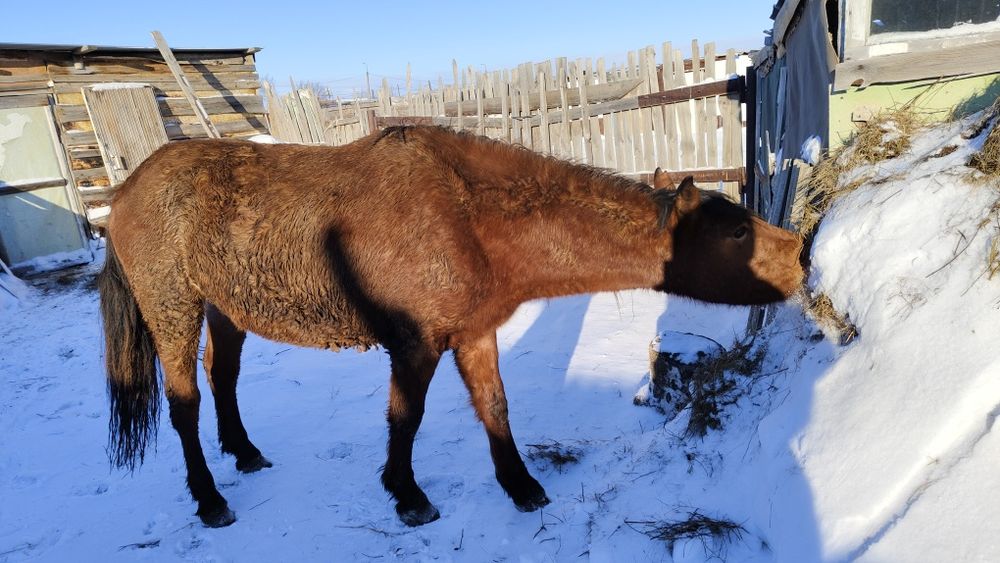 Продам коня на откорме
