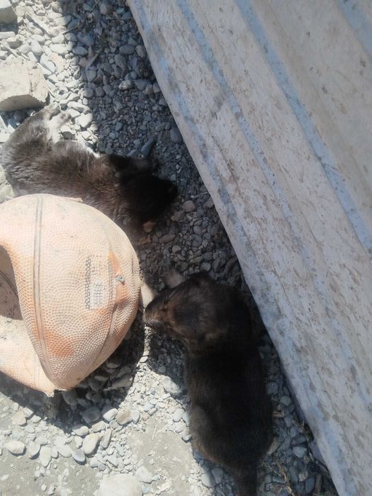 Отдам щенков в добрые руки