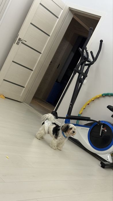 Йоркширский бивир