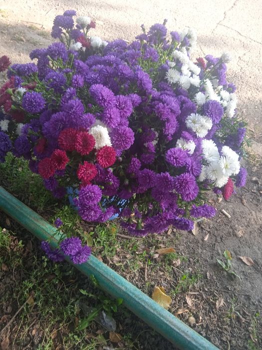 Садовые растения