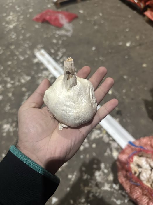 Usturoi de pus in pamant