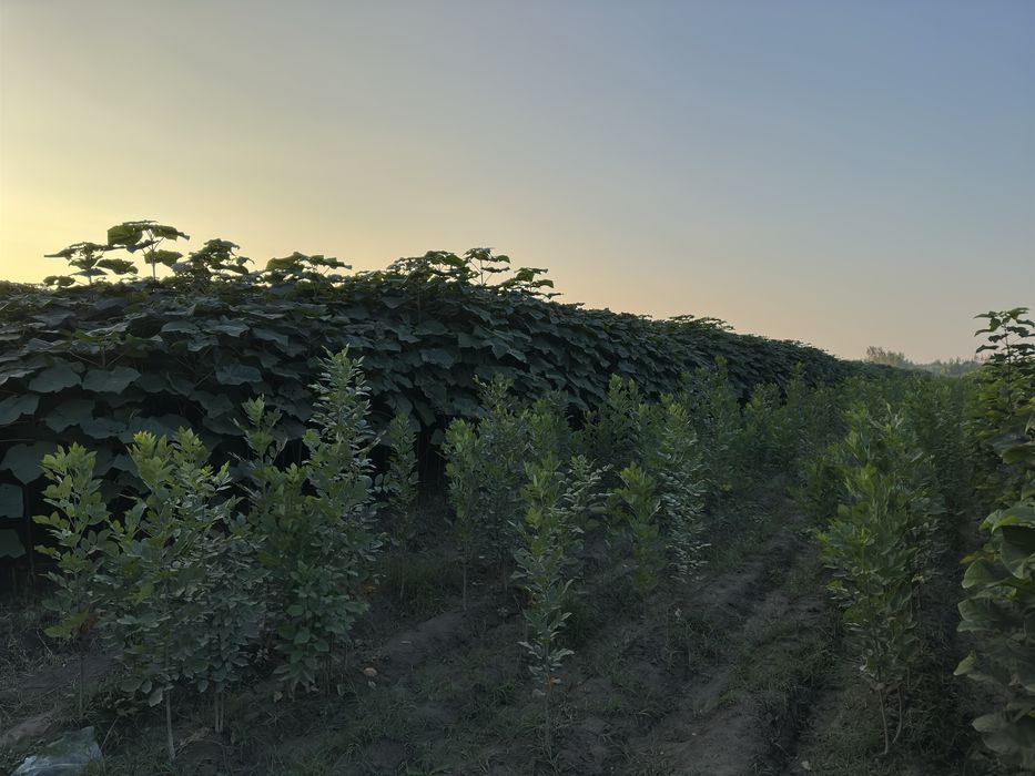 Павловния бор Pavloniya bor