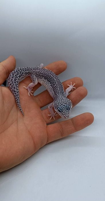 Gecko leopard mai multe culori