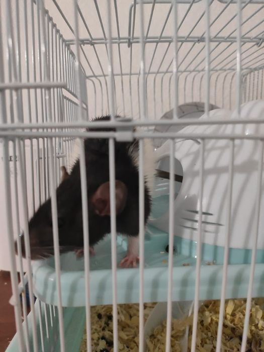 Дамбо девочка с клеткой