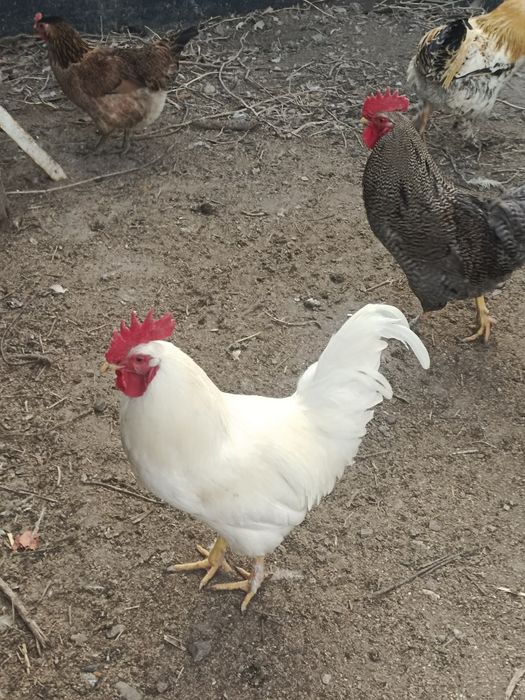 Продам петухов молодые