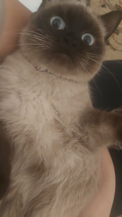 Siyam toza qon mushugi 4oylik