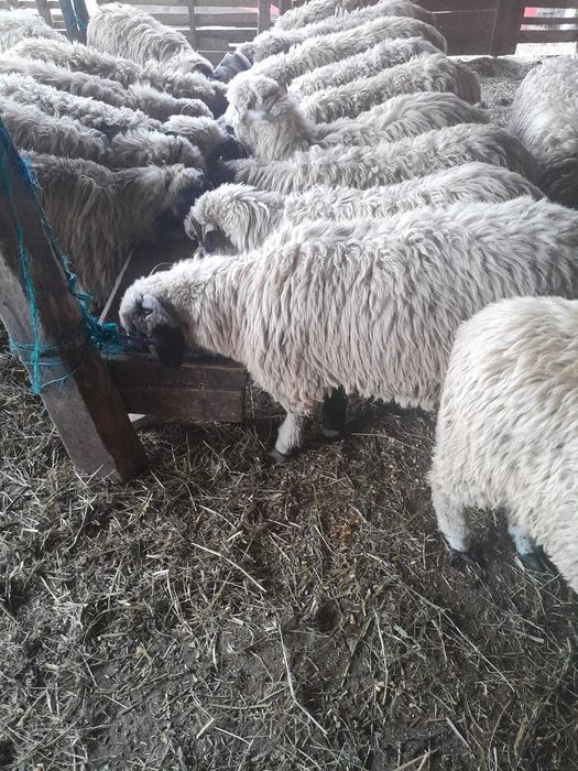 Miei grași Daia Română