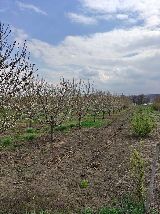 Teren de vanzare sat Madarjesti (com Baltati)