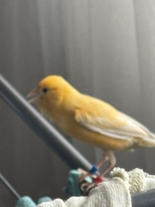 Канарейки самец и самка . Поют супер!!! Готовая парочка