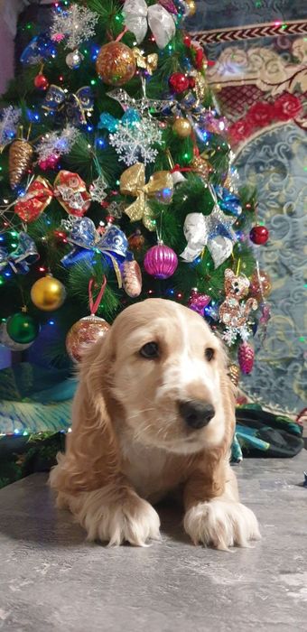 ГОТОВ к продаже щенок АНГЛИЙСКОГО спаниеля