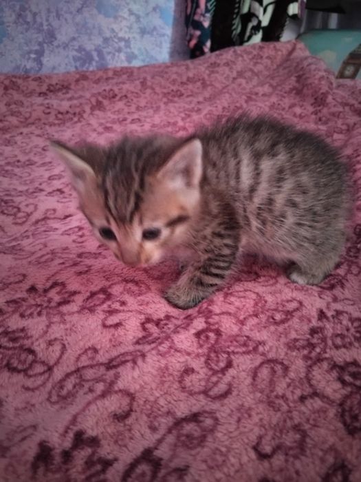 Два мальчишки в добрые руки