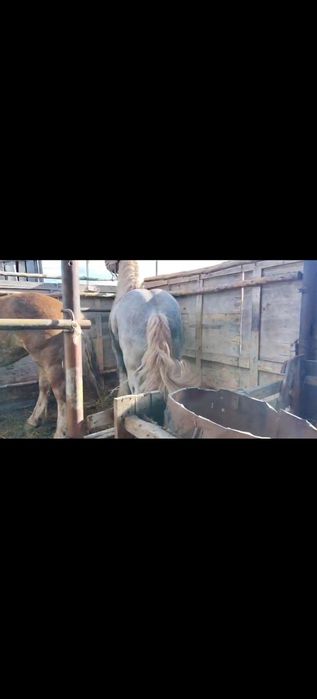 Продам жеребца и кобылку