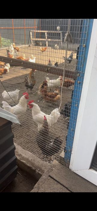Продам домашних курей