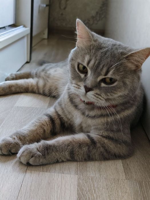 Продаётся с чистокровные британский скотч Страйк