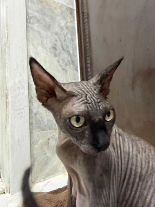 Отдам котят. Мама сфинкс. Папа британец