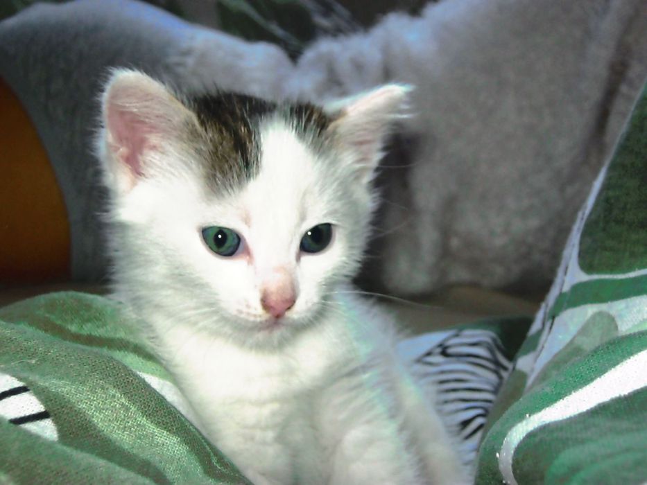 Отдам котенка девочку