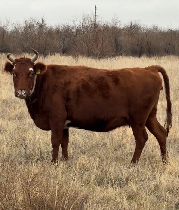 Пролам 2 коровы