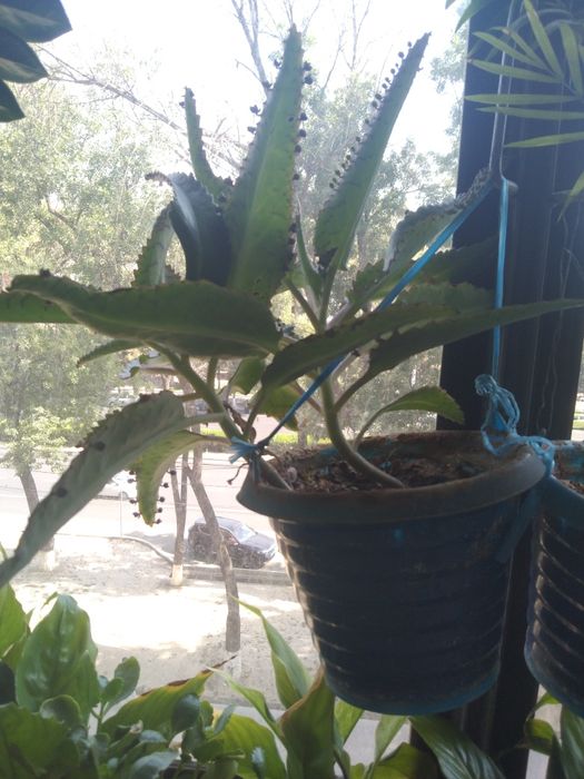 Комнатные растения