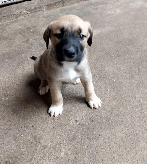 Cățeluși de talie mare pentru adopție – 3 fete și 3 băieți, buni de pază