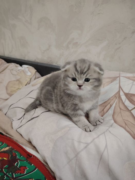 Котенок продаётся