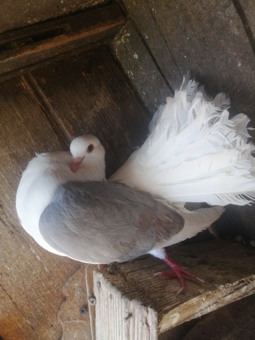 Porumbei voltati