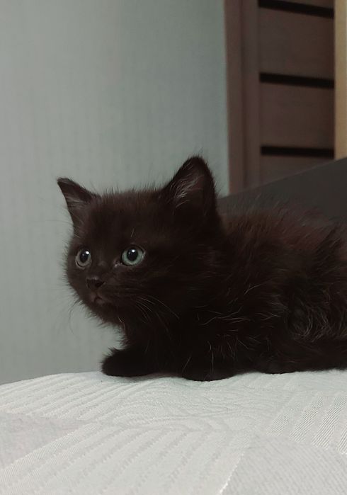 Котёнок Девочка В Добрые Руки