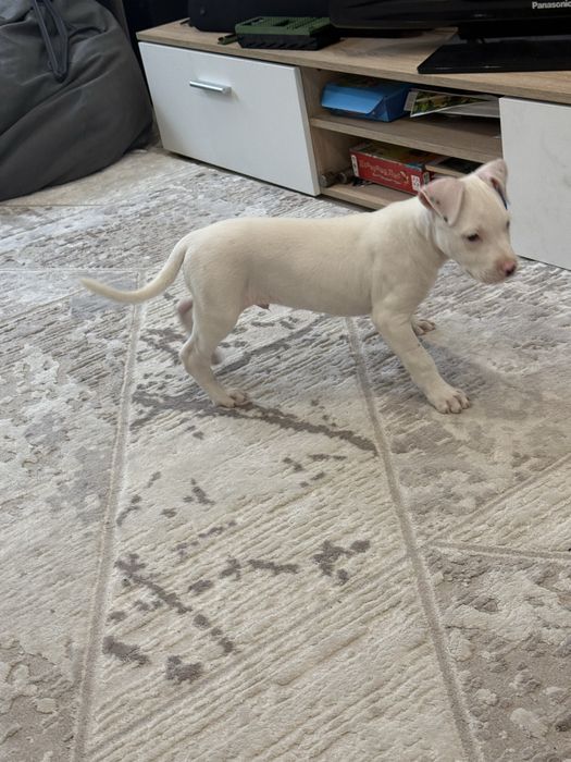 Питбуль 2 месяца