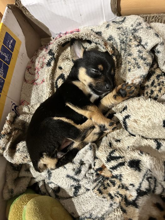 Вязка немецкий пинчер