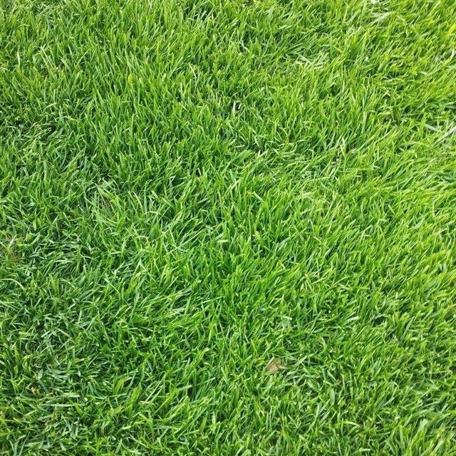 Gazon ekish archa kesish dorilash barcha xizmatlar