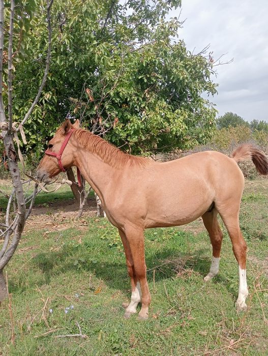 Zotor toy sotiladi qizqala