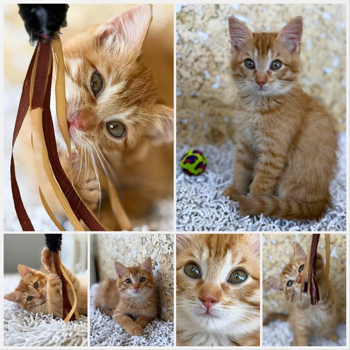 Котенок, мальчик, 3 месяца