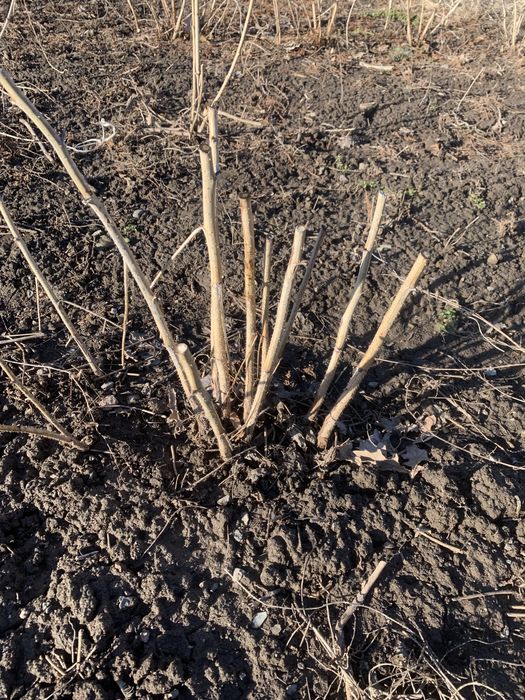 Малина саженцы ))