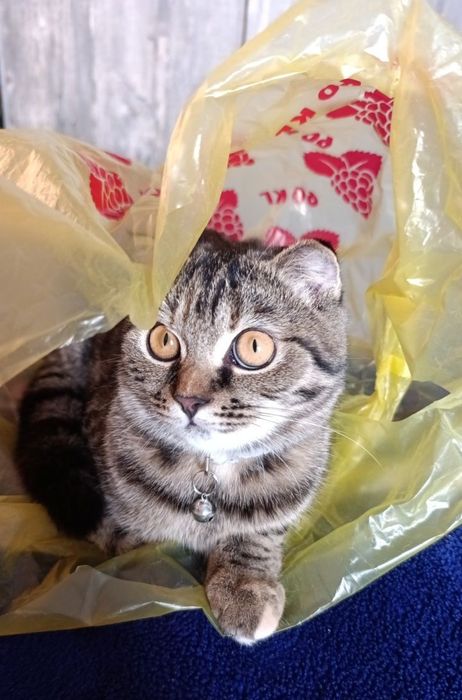 Отдам кошку домашнюю