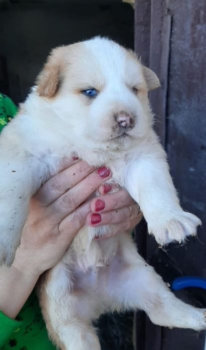 Mascul  de Bucovina cu pedigree tip A