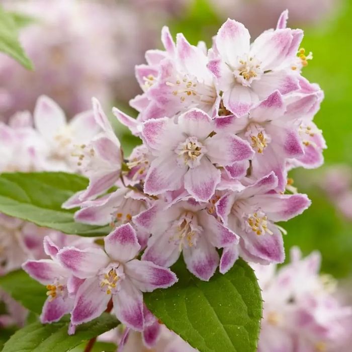 Deutzia la Ghiveci