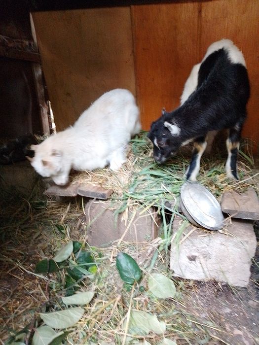 Țapi rasa La Mancha