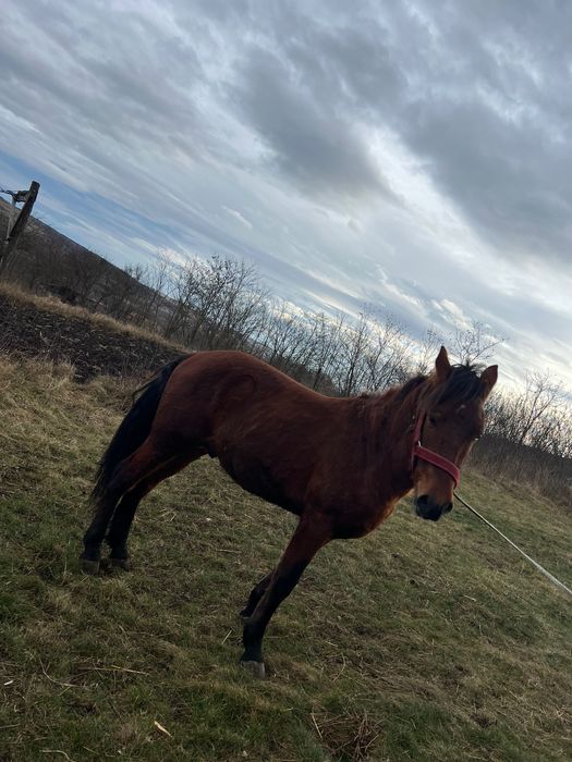 Manz în vârstă de un an și patru luni