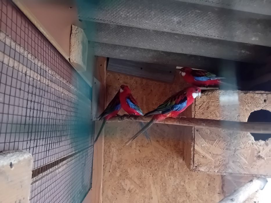 2 perechi  Rosela rubin