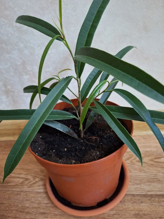 Фикус Али. Фикус Али