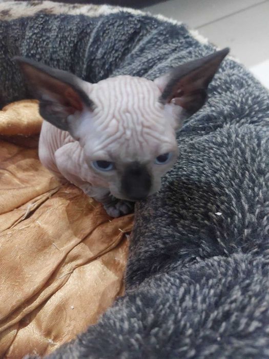 Канадски Сфинкс