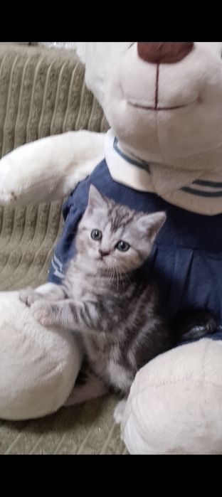 Котята шотландцы мрамор на серебре