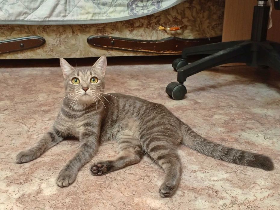 Котёнок 6 мес девочка