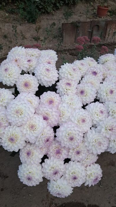 Клубня георгины на заказ