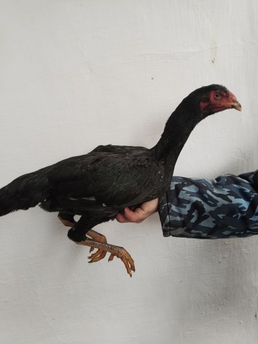 Dakan tovu uzun yirik narsa toza chiqan soglom