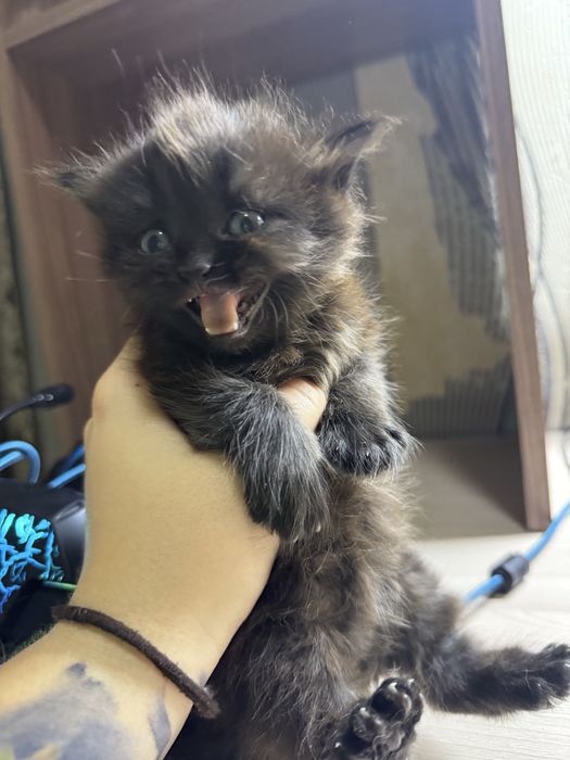 Котята в хорошие руки