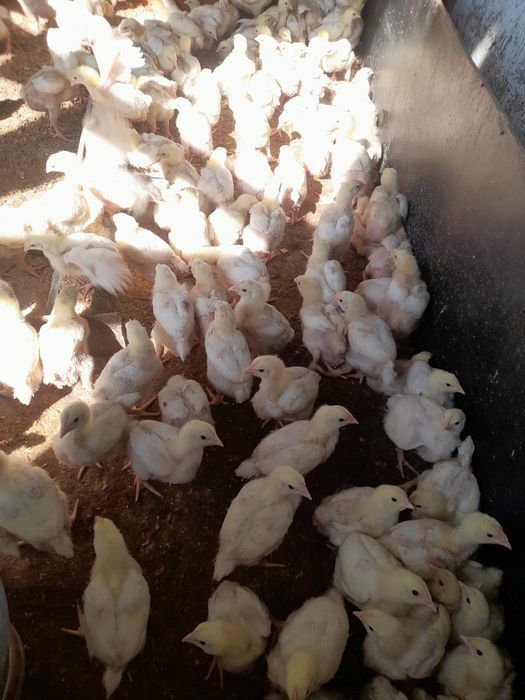 pui de carne si rasa mixta